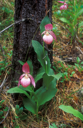 large-flowered cypripedium (Cypripedium macranthos)
