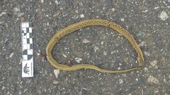 Dryophylax hypoconia