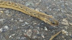 Dryophylax hypoconia