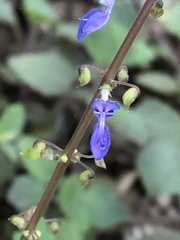 Coleus australis