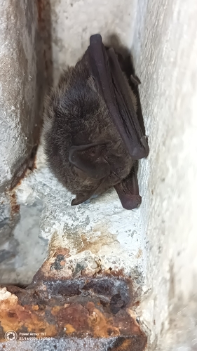 Western Barbastelle