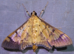 Syllepte fabiusalis
