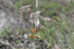 Astragalus ucrainicus