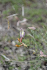 Astragalus ucrainicus