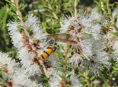 Radumeris tasmaniensis