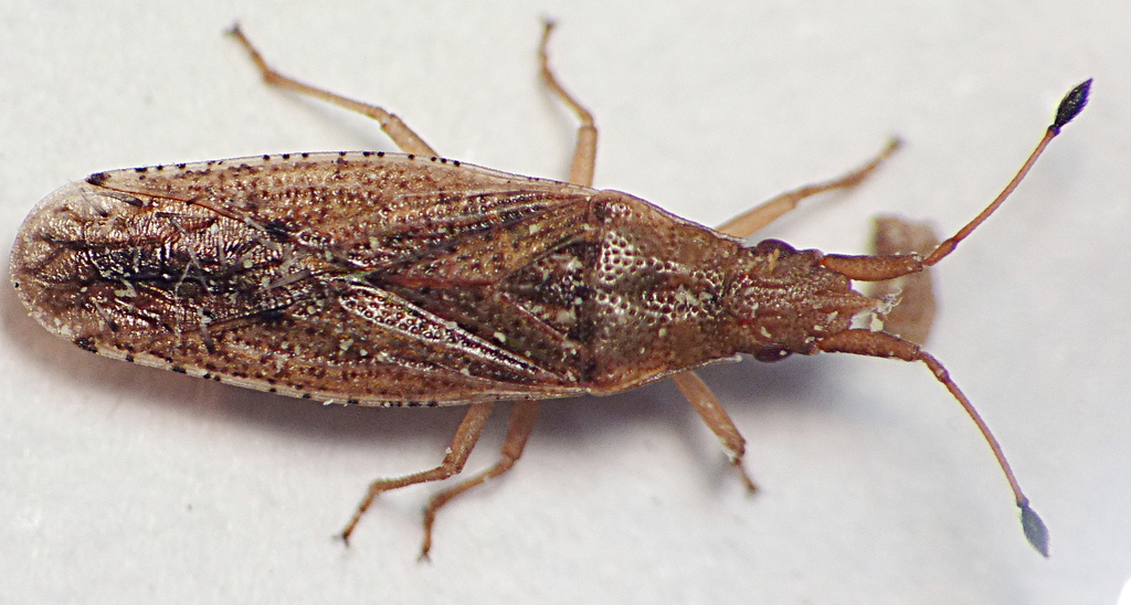 Cryptorhamphus orbus