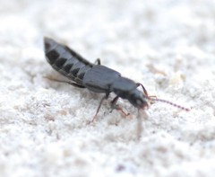 Coprophilus striatulus