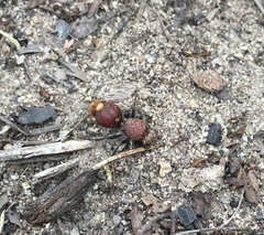 Ephutomorpha ferruginata