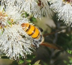 Radumeris tasmaniensis