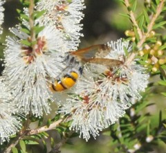 Radumeris tasmaniensis