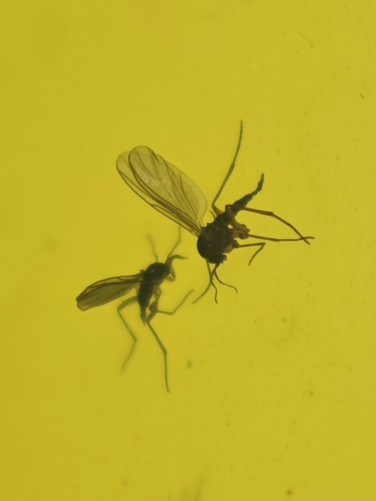 Dark-winged fungus gnat