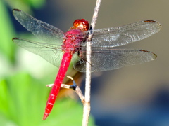 Orthemis schmidti