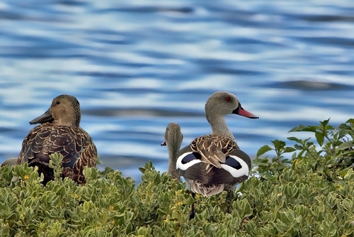 Cape Teal (Anas capensis), photo 6