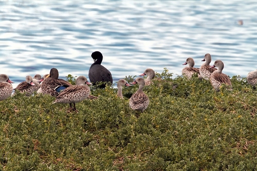 Cape Teal (Anas capensis), photo 7