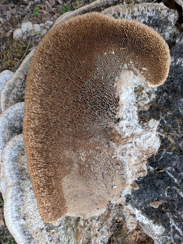 Trichaptum byssogenum · February 2026 · photo: © atsushi_nakajima_cirque (iNaturalist, cc-by)