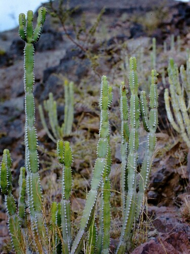 Euphorbia ammak