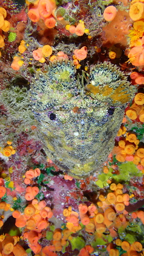 Parribacus antarcticus, 2026-02-15