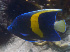 Pomacanthus maculosus