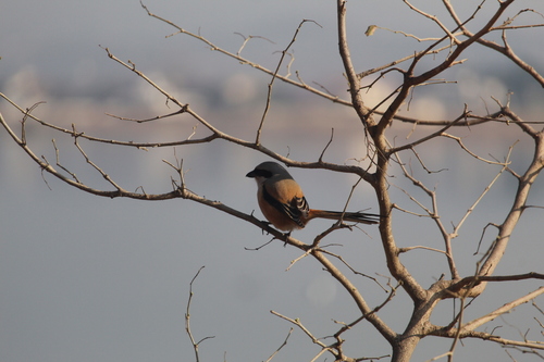 Long-tailed Shrike, Rawal Lake, Islamabad, Pakistan, photo 10 of 10