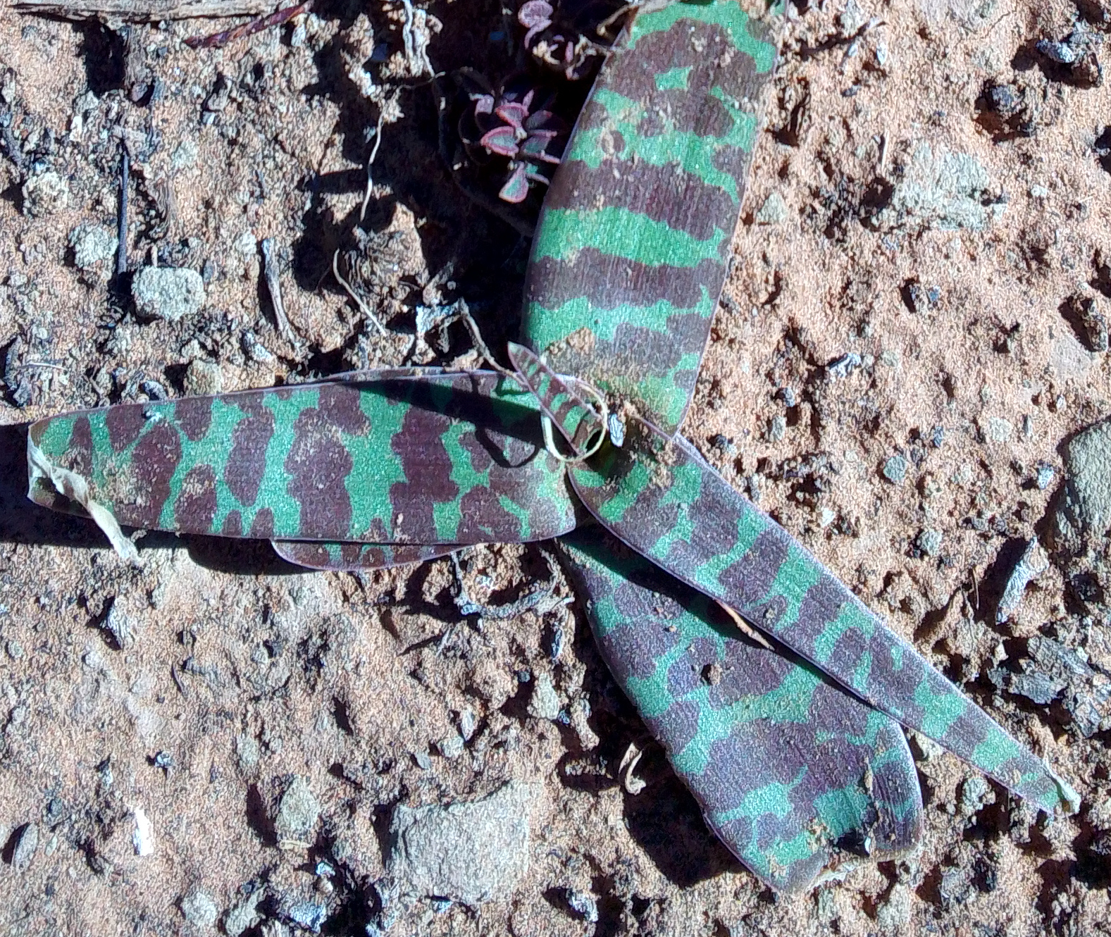 Ledebouria apertiflora (Desert Hyacinth)