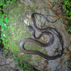 Dark-Headed Sabah Groundsnake photo 1