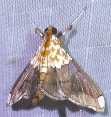 Agrotera