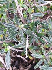Lithodora hispidula versicolor