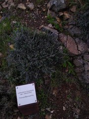 Lithodora hispidula versicolor