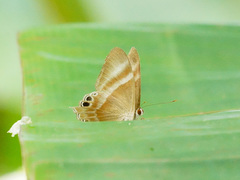 Abisara savitri