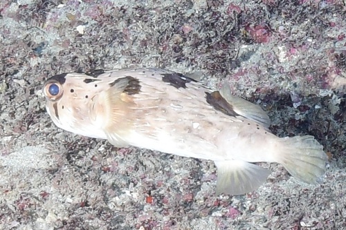 Diodon holocanthus observed 2026-02-15
