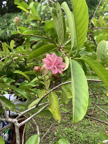 Illicium philippinense