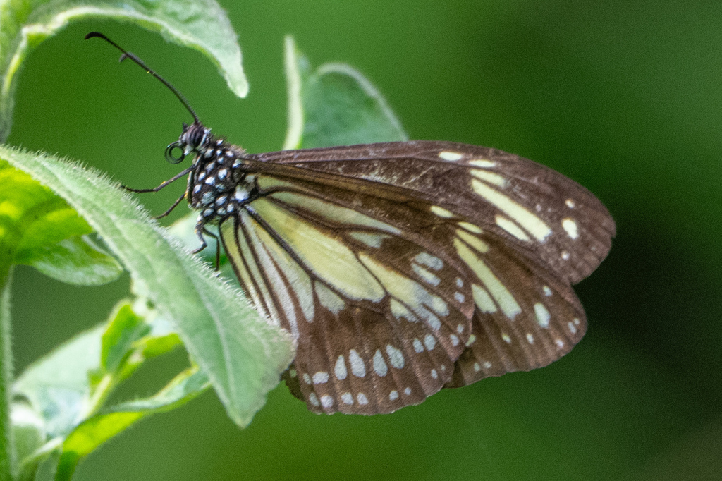 Timor Yellow Tiger