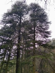 Cedrus brevifolia