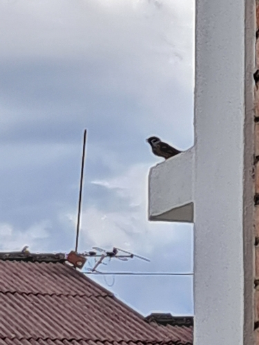 Eurasian Tree Sparrow