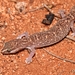 Western Fat-tailed Gecko - Photo (c) Alexandre Roux, some rights reserved (CC BY-NC), uploaded by Alexandre Roux