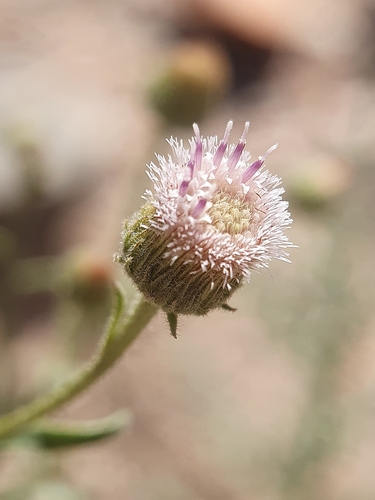 Blumea bovei