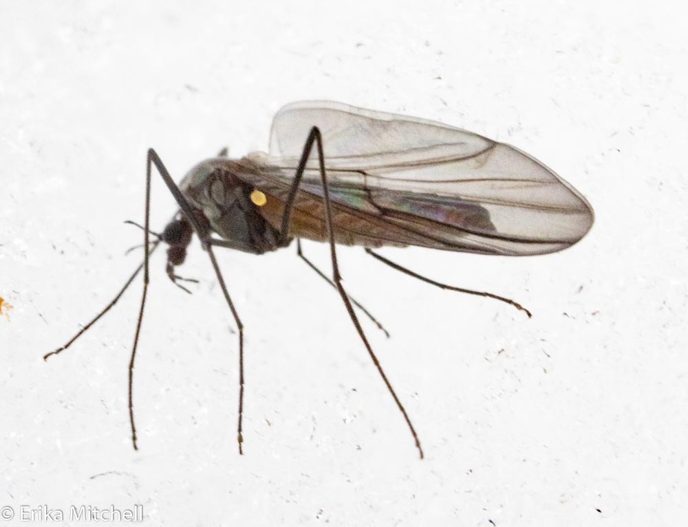 Diamesinae