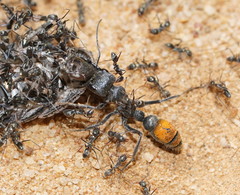 Myrmecia mandibularis