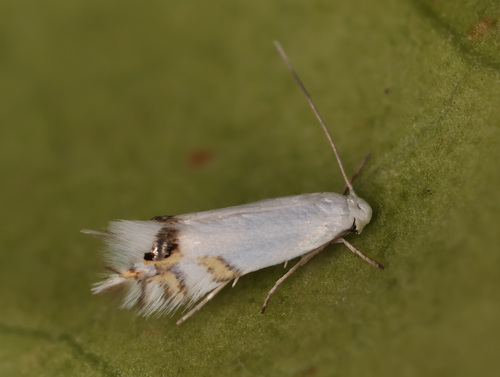 Leucoptera laburnella Stainton
