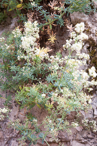 Mount Aetna Bedstraw (Galium aetnicum)