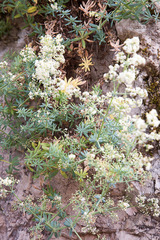 Galium aetnicum