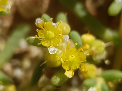 simple-leaved bean caper