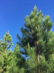Pinus caribaea