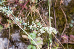 Galium aetnicum