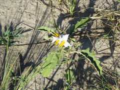 Solanum juvenale
