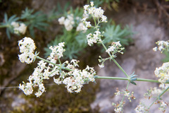 Galium aetnicum