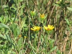 Grindelia pulchella