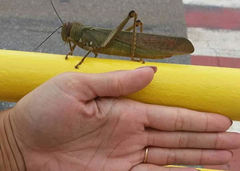 Tropidacris cristata grandis