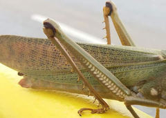 Tropidacris cristata grandis