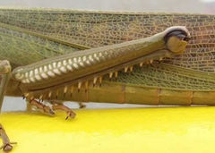 Tropidacris cristata grandis